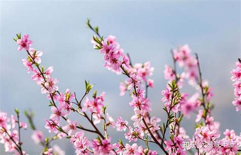 爛桃花很多|桃花煞，小心爛桃花纏身：解密桃花煞和化解妙招 